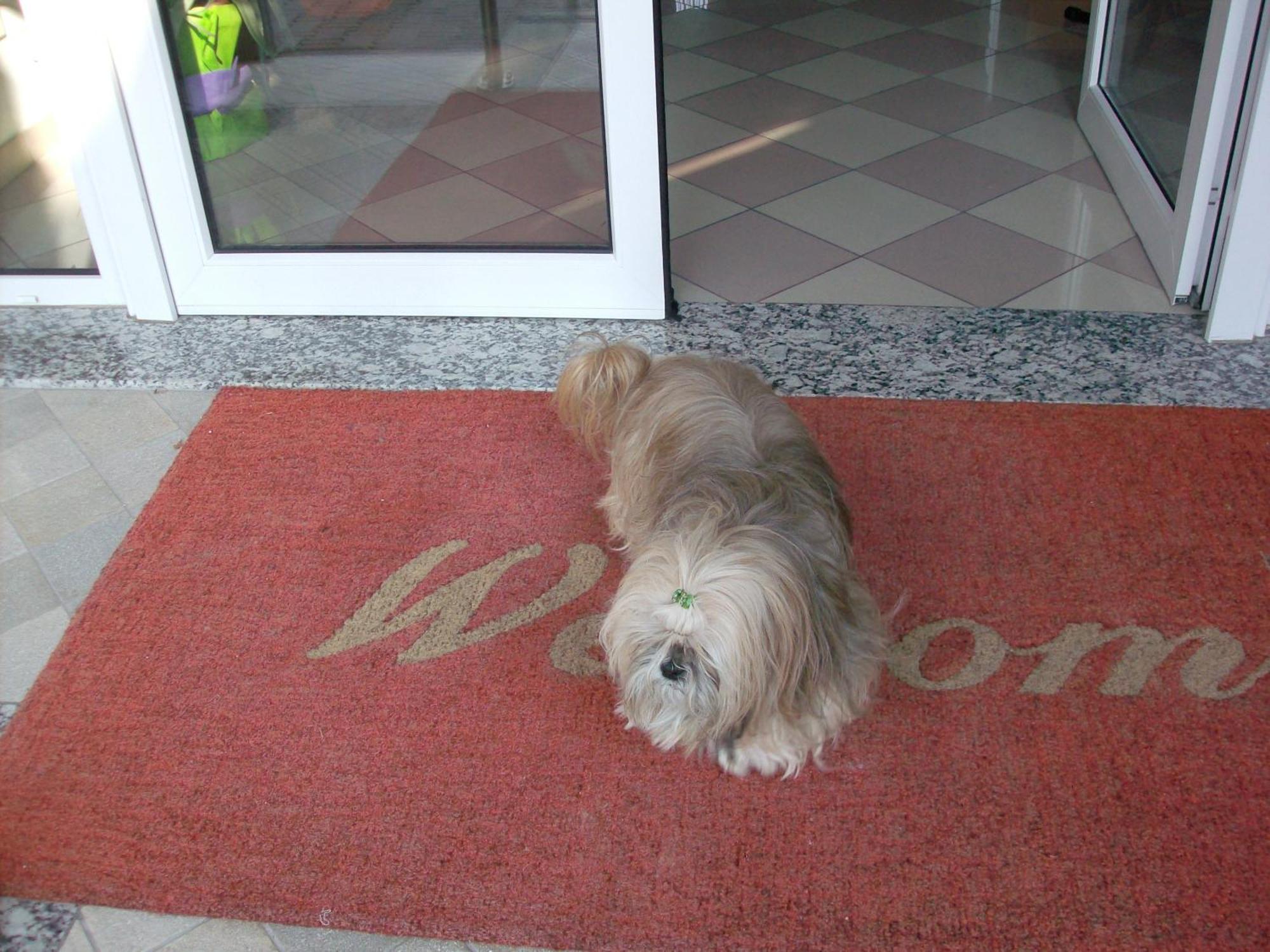 Hotel Storione Jesolo Extérieur photo